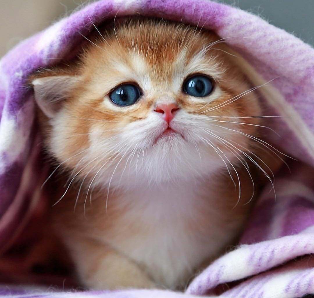 cute-kitten